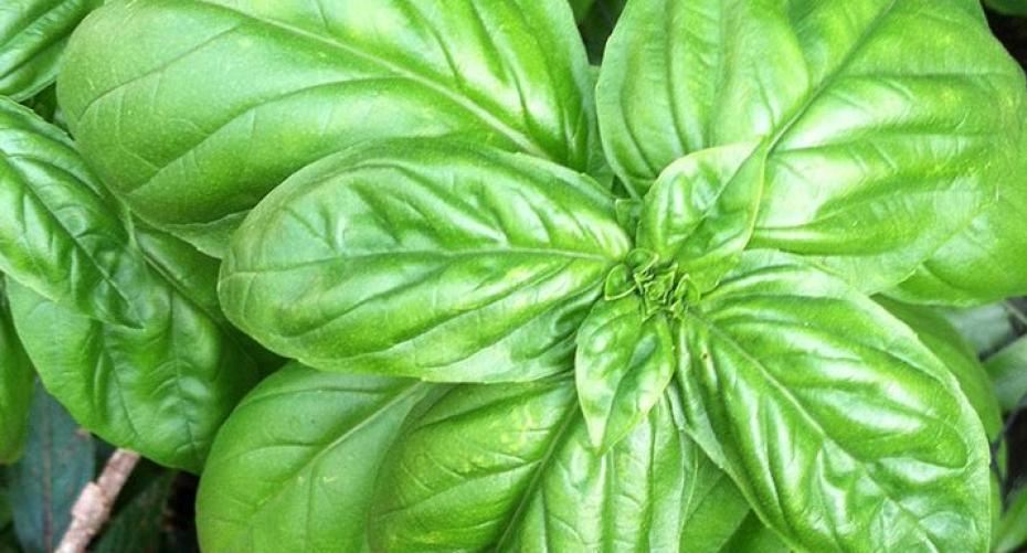 How To Grow Basil Hayes Garden World