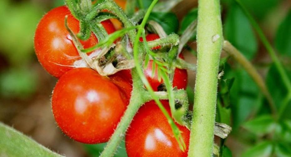 How To Diagnose What s Wrong With Your Tomatoes Hayes Garden World