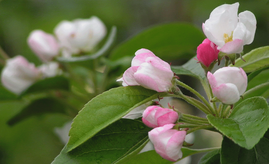 Grow small trees in a pot