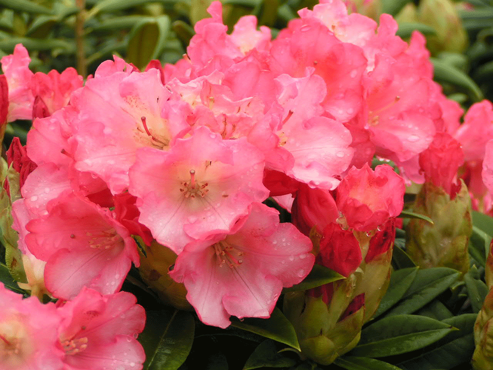 Rhododendron Surrey Heath