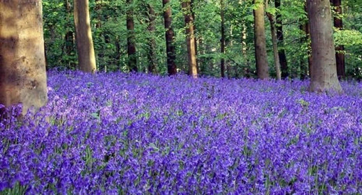 Plant spring bulbs ‘In The Green’