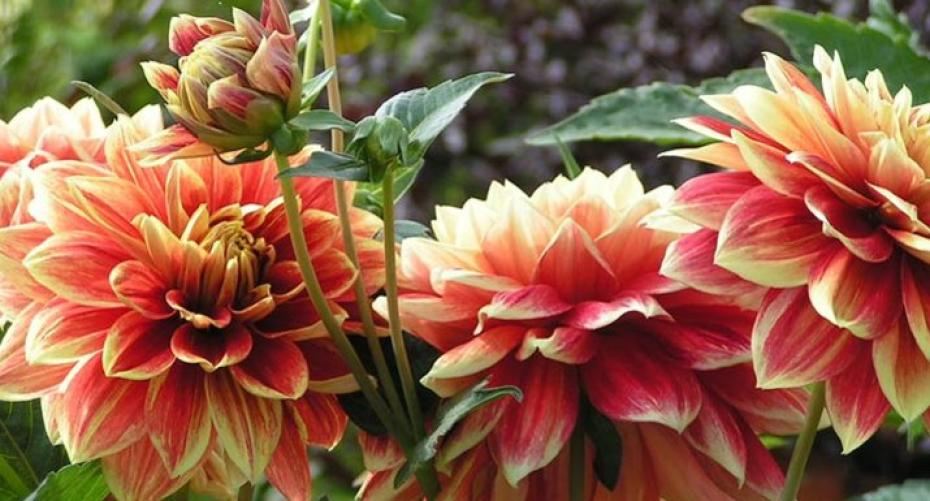 Dahlia growing guide