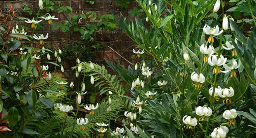 Got a problem damp, shady area in your garden?