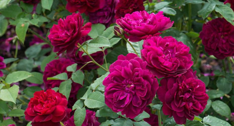 Best David Austin Roses For Growing In Containers