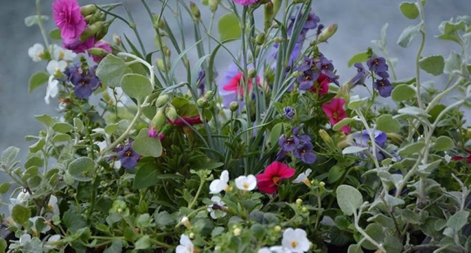 How Do I Plant Up A Container With Summer Bedding Plants?