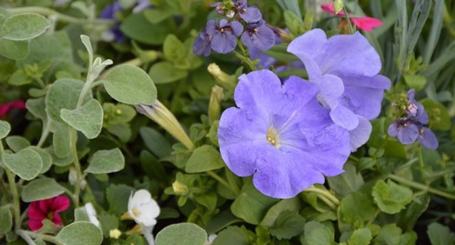 How To Keep Your Summer Bedding Plants Looking Good Until Autumn
