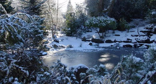 winter pond