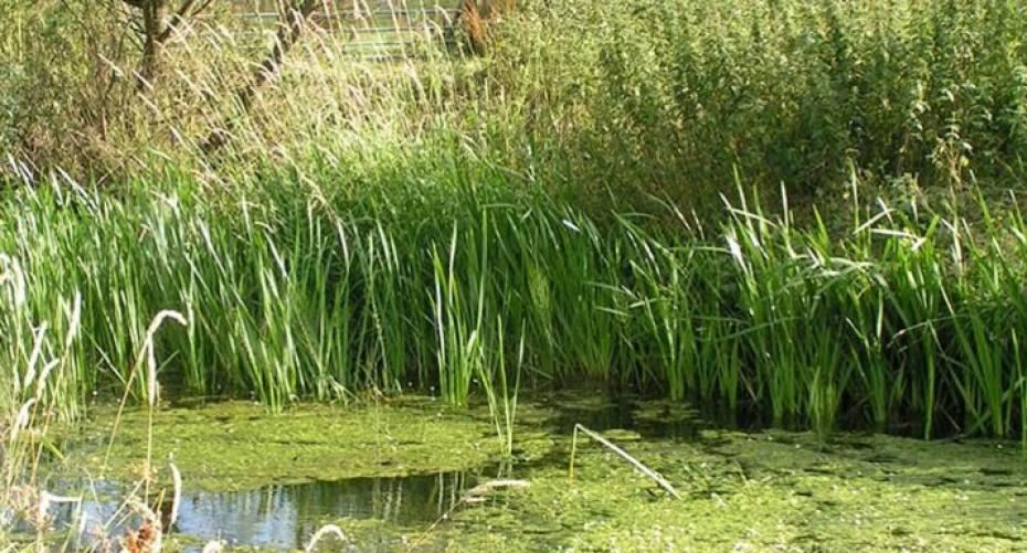 Make Space In Your Garden For A Wildlife Pond