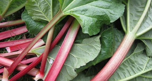 Growing rhubarb