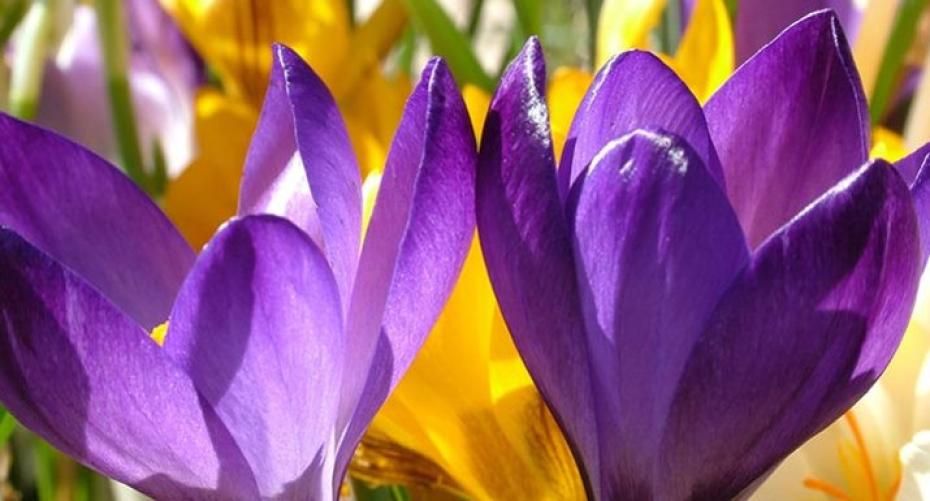 Plants And Bulbs To Give You Spring Colour In The Rockery