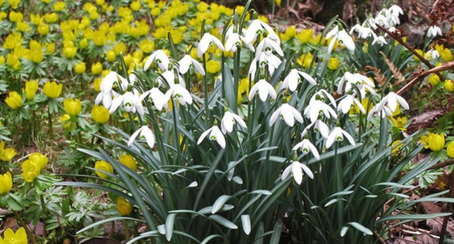 Time to plant bulbs for spring colour underneath deciduous trees and shrubs