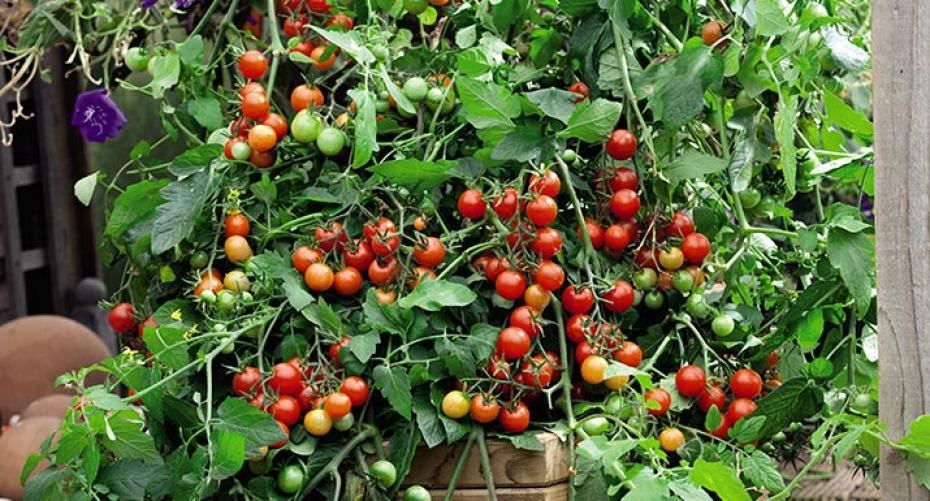 How To Grow Tomatoes – Hayes Garden World