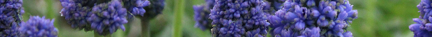 Haws Watering Cans