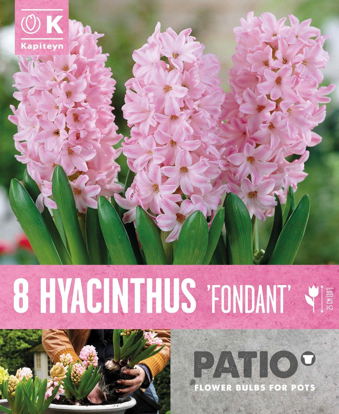 Kapiteyn Patio Pack Hyacinth Fondant – Hayes Garden World