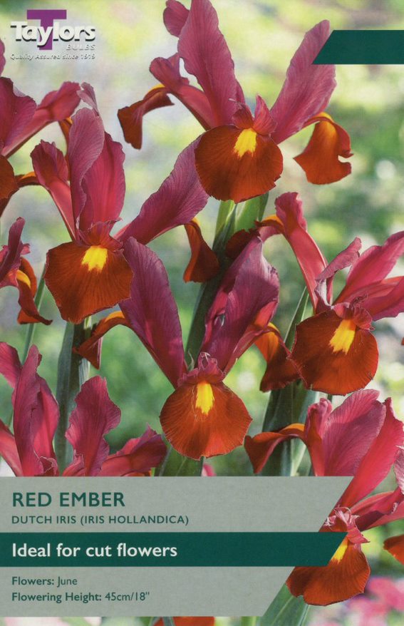 Taylor's Red Ember Iris Hollandica – Hayes Garden World