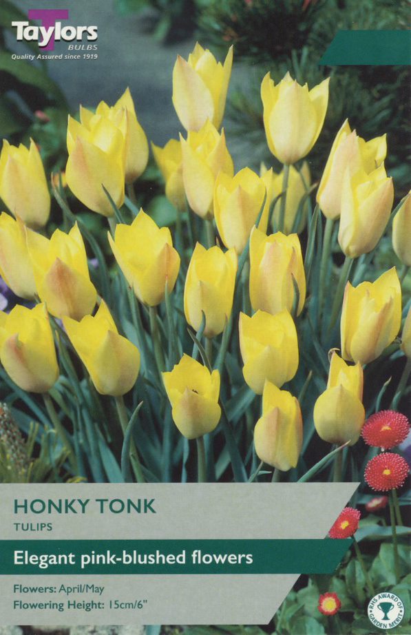 Taylor's Honky Tonk Tulip – Hayes Garden World