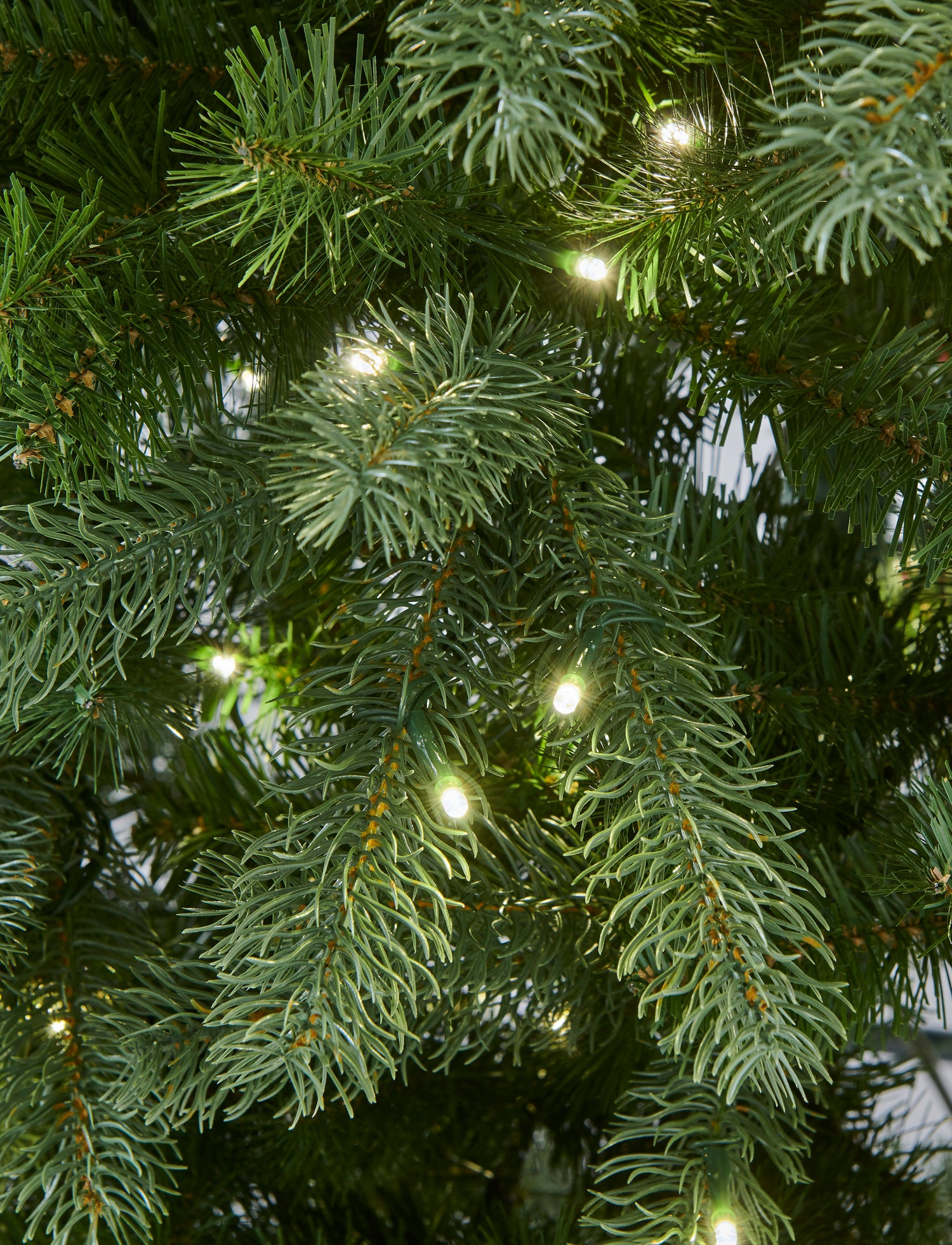 Arundel_Spruce_B.jpg