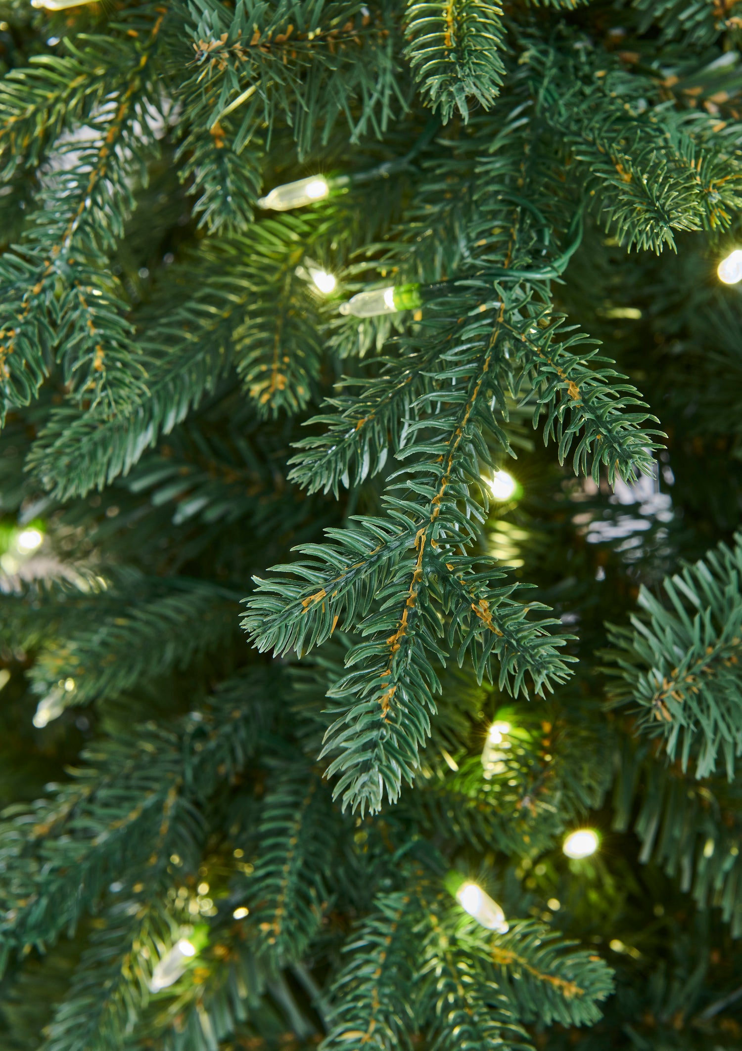 Delamere_Spruce_B.jpg