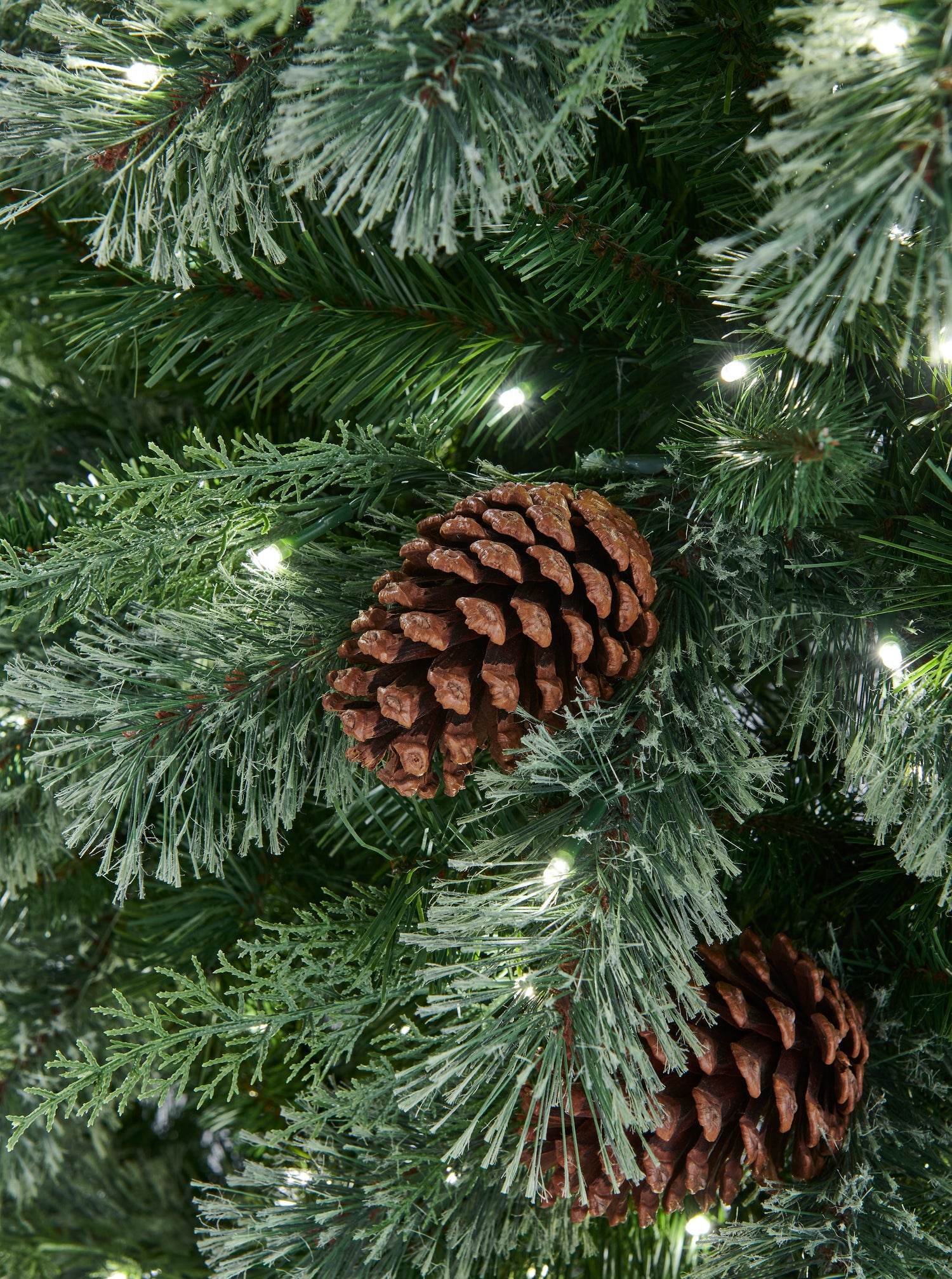 Hollingworth_Spruce_B.jpg