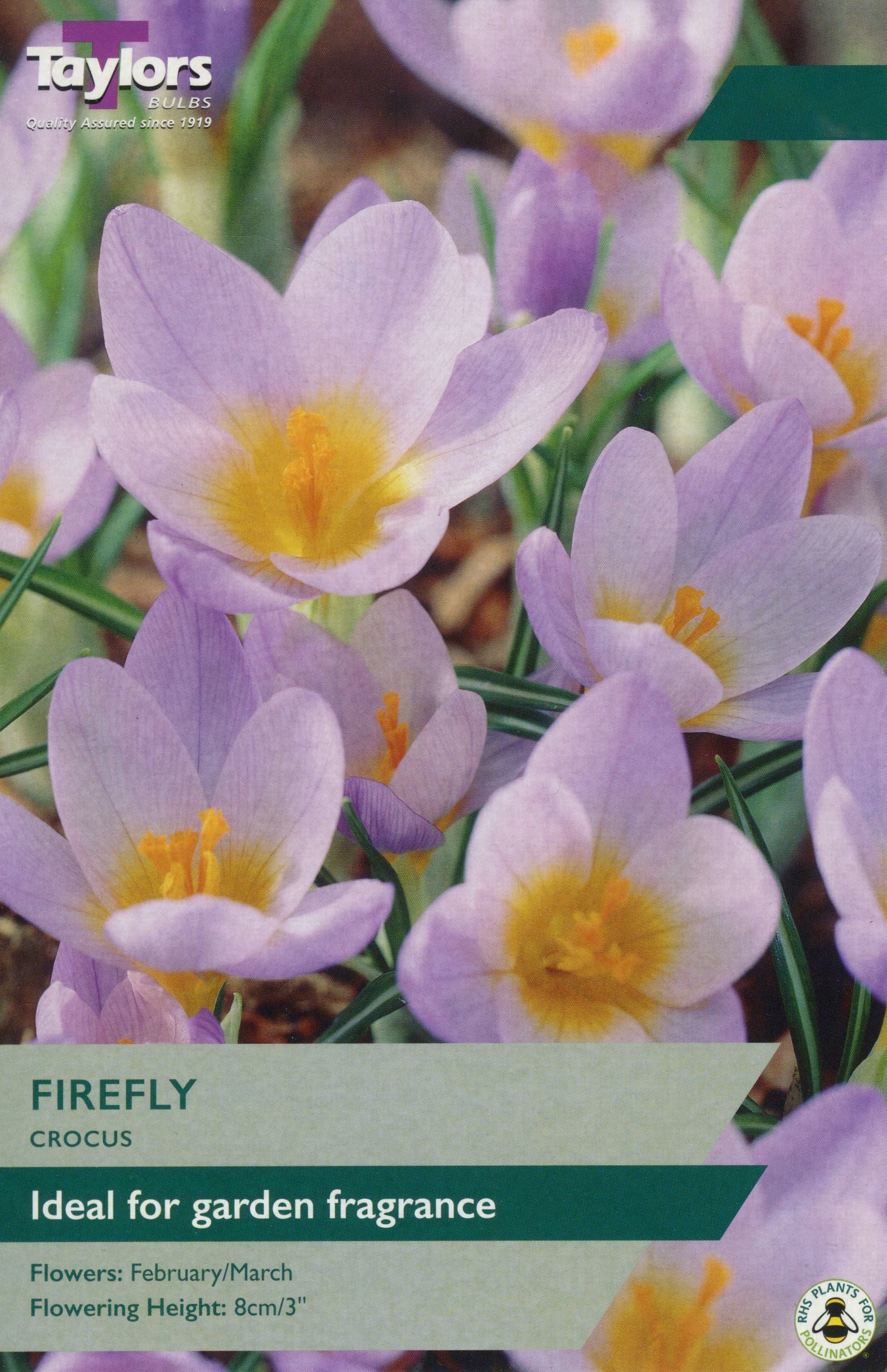 Taylor's Firefly Crocus – Hayes Garden World