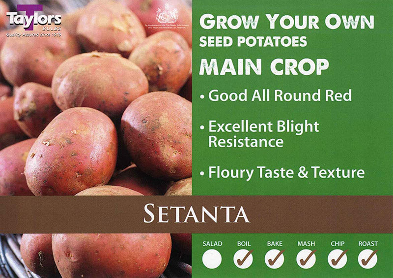 Taylor's Seed Potato 2KG Setanta – Hayes Garden World