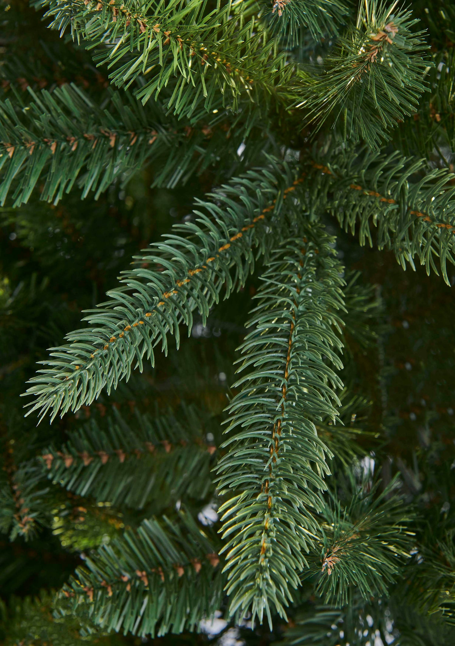 Somerset_Spruce_Unlit_B.jpg