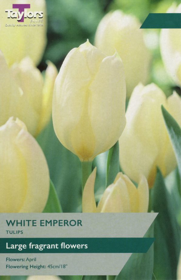 Taylor's White Emperor Tulip – Hayes Garden World